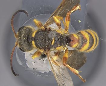 Media type: image;   Entomology 23536 Aspect: habitus dorsal view